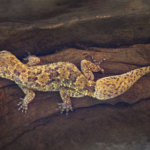 Brook’s Gecko