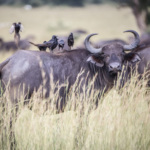 Buffalo and Piapiac