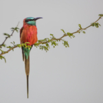 Carmine Bee Eater