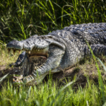 Crocodile