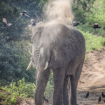 Elephant Dusting