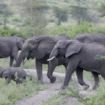 Elephant Herd
