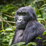 Female Mountain Gorilla