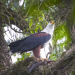 Fish Eagle