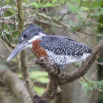 Giant Kingfisher
