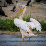 Great White Pelican