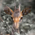 Günther’s Dik-Dik