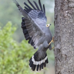 Gymnogene