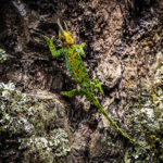 Johnson’s Three-Horned Chameleon