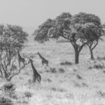 Journey Of Giraffes