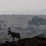 Lelwel Hartebeest and Giraffe