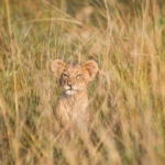 Lion Cub