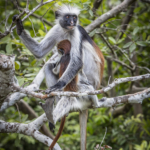 Mother and Baby Zanzibar Red Colobus