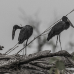 Open-billed Stork