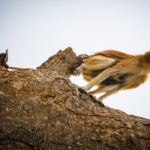 Patas Monkey