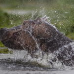 Porpoising Hippo