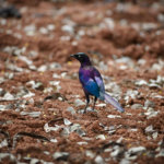 Rüppell’s Starling
