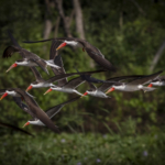 Scoop Of Skimmers