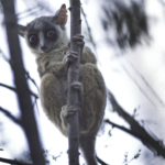 Senegal Bush Baby