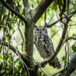 Spotted Eagle Owl