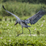 Stalking Shoebill