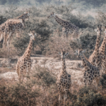 Tower Of Giraffes