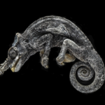 Two-Horned Chameleon