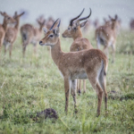 Uganda Kob