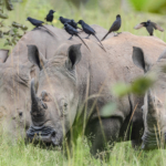White Rhino with Piapiac